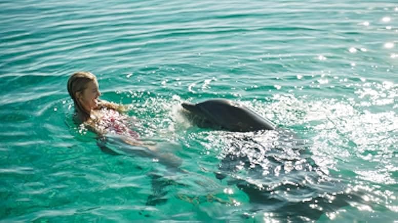 Dolphin Island 2021