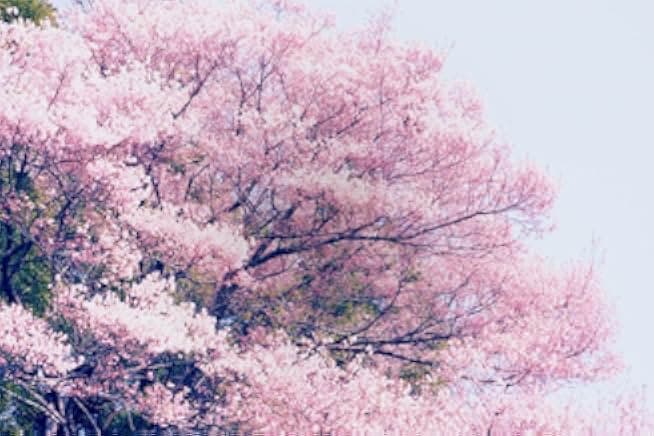 Little Forest: Winter/Spring 2015