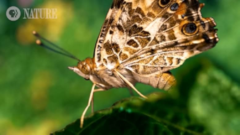 Sex, Lies and Butterflies 2018