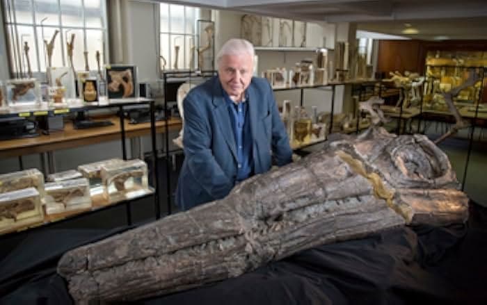 Attenborough and the Sea Dragon 2018