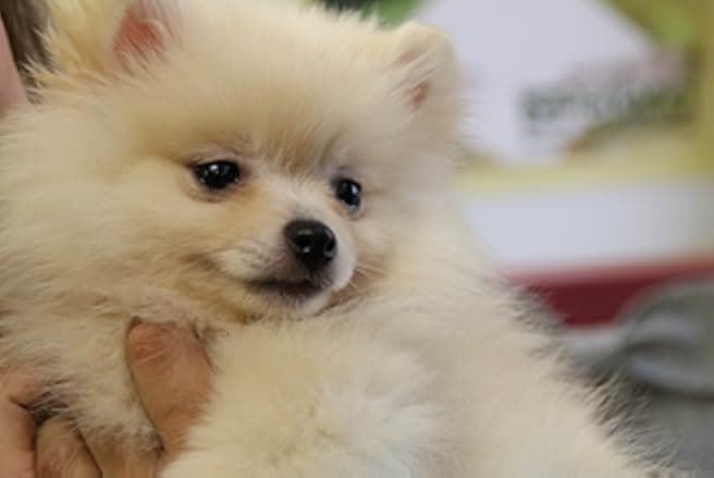 Project: Puppies for Christmas 2019