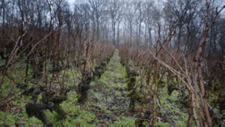 Sour Grapes 2016