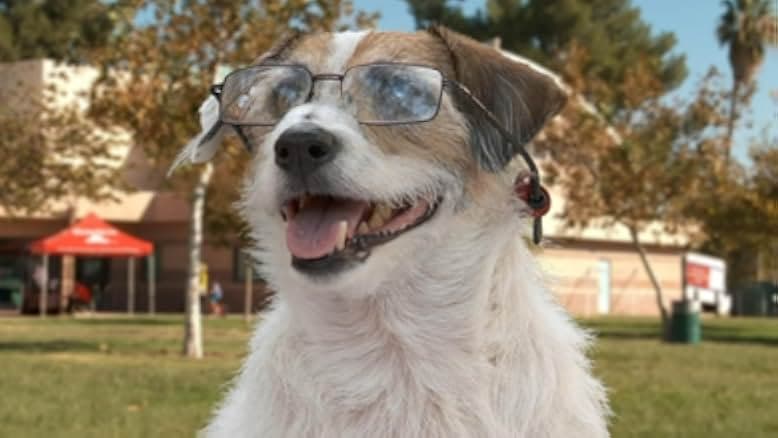 A Doggone Hollywood 2017