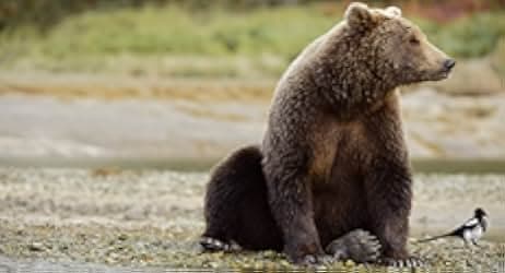 Der Bär in mir 2019