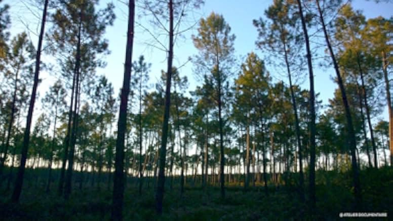The Time of Forests 2018