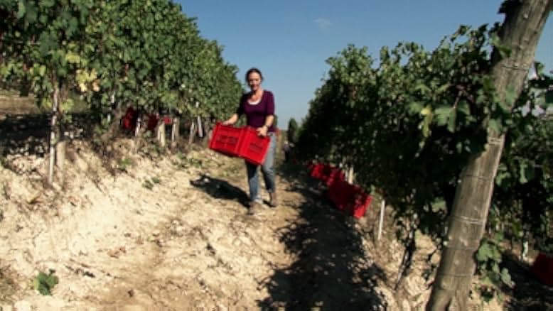 Barolo Boys. The Story of a Revolution 2014