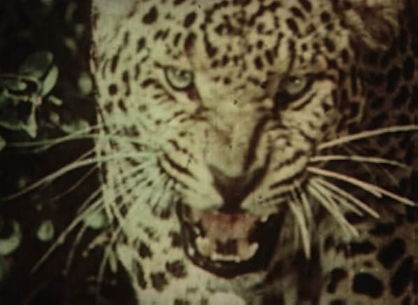 A Journey to the Beginning of Time 1955