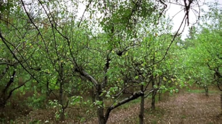 Anacondas: Trail of Blood 2009