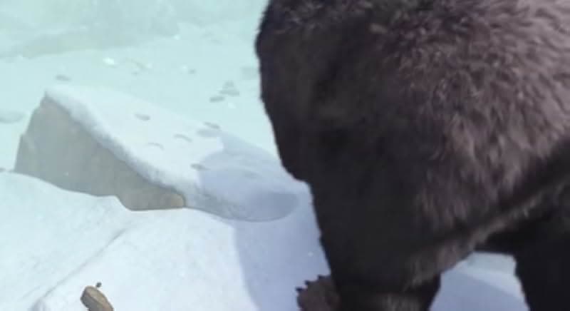 Alpha and Omega 7: The Big Fureeze 2016