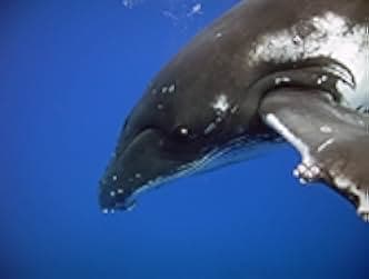 Dolphins and Whales 3D: Tribes of the Ocean 2008