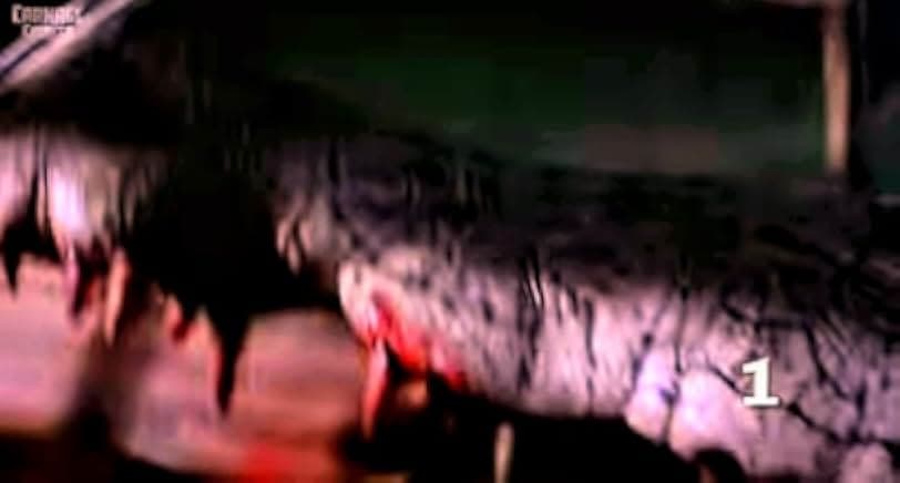 Crocodile 2000