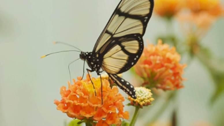 Butterfly Blueprints 2022