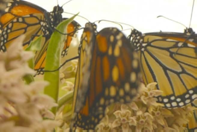 Butterfly Blueprints 2022