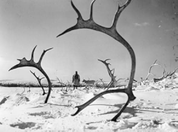 The White Reindeer 1952