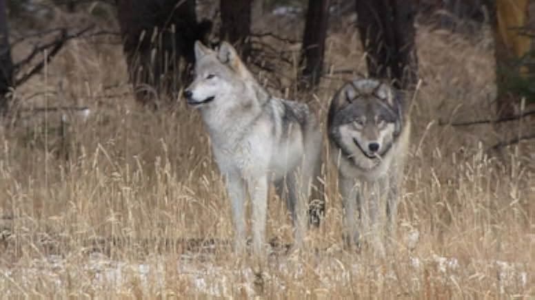 Medicine of the Wolf 2015