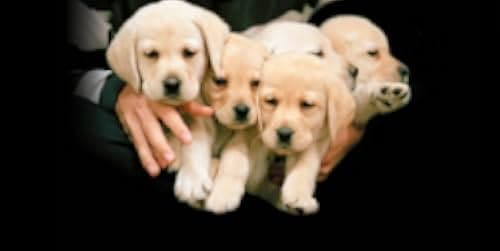 Quill: The Life of a Guide Dog 2004