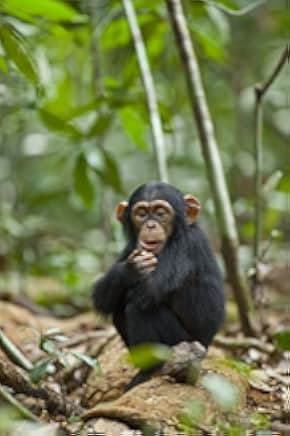 Chimpanzee 2012