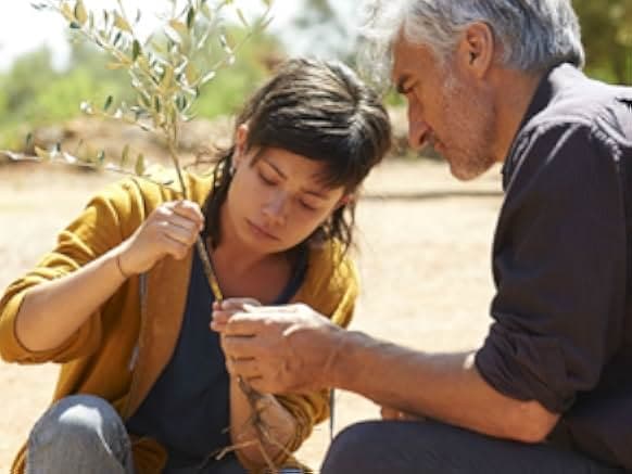The Olive Tree 2016