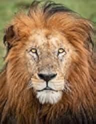 Lion Spy 2021