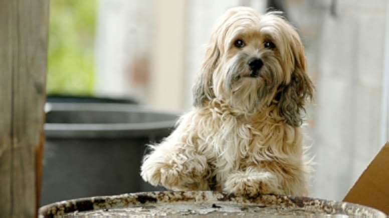 Benji: Off the Leash! 2004