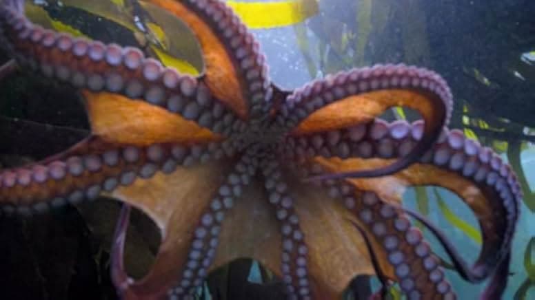 My Octopus Teacher 2020