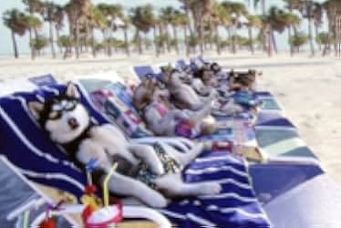 Snow Dogs 2002