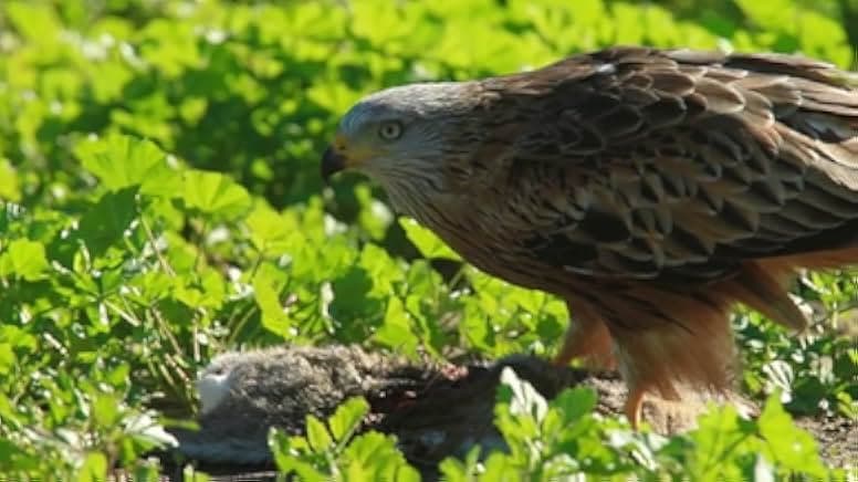 Spring: The Return of Life 2014