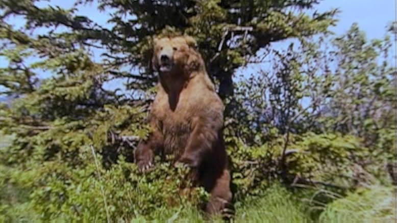 Grizzly Man 2005