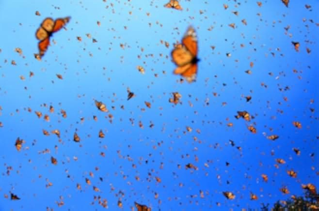 Flight of the Butterflies 2012