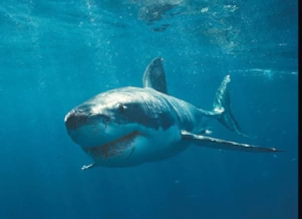 Shark Attack 3: Megalodon 2002