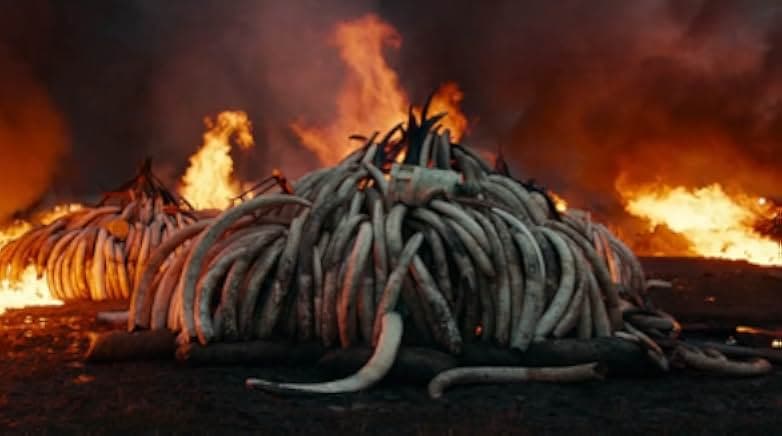 Anthropocene: The Human Epoch 2018