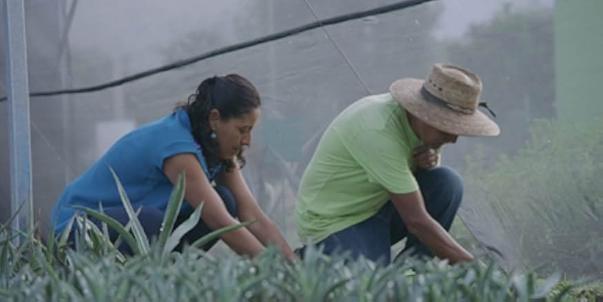 Agave: Spirit of a Nation 2018