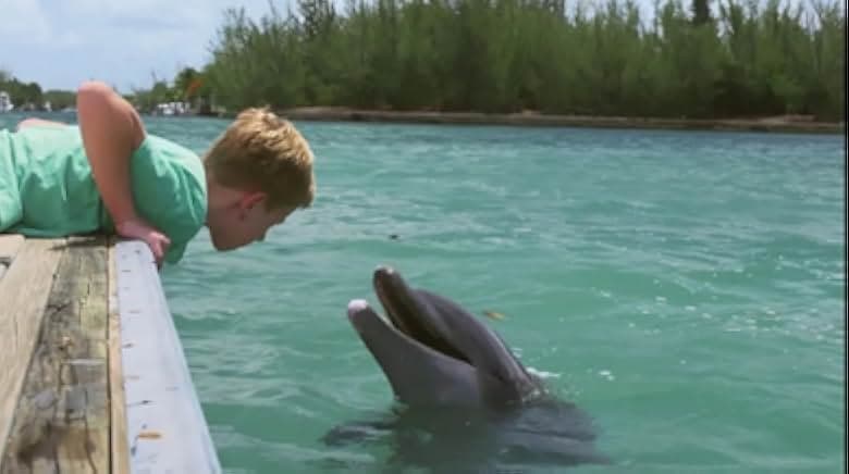 Dolphin Kick 2019