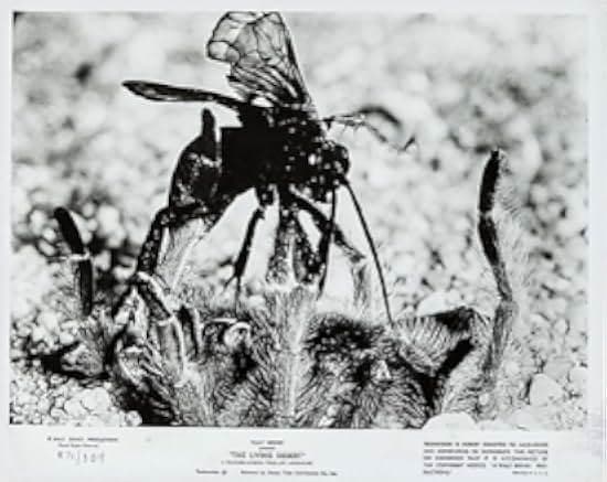 The Living Desert 1953