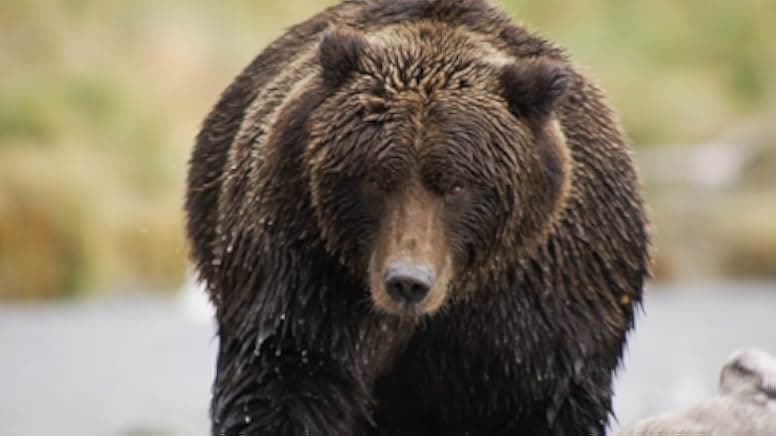 Der Bär in mir 2019