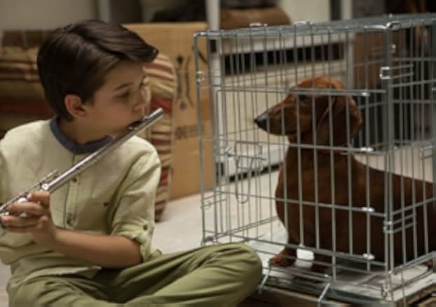 Wiener-Dog 2016