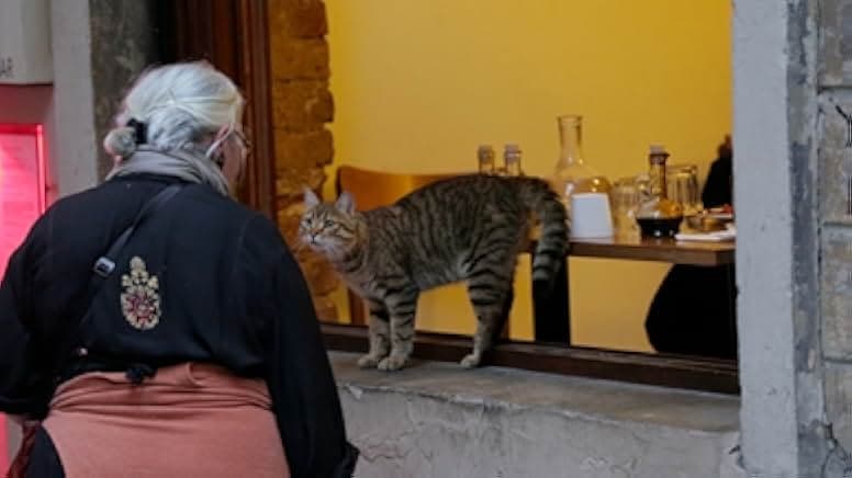 Kedi 2016