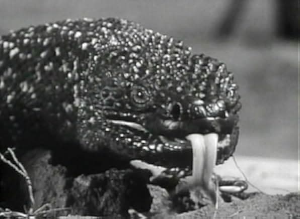 The Giant Gila Monster 1959