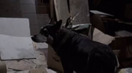 The Billion Dollar Hobo 1977