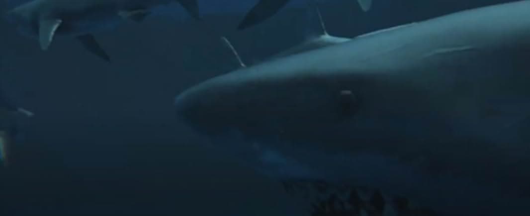 Virus Shark 2021