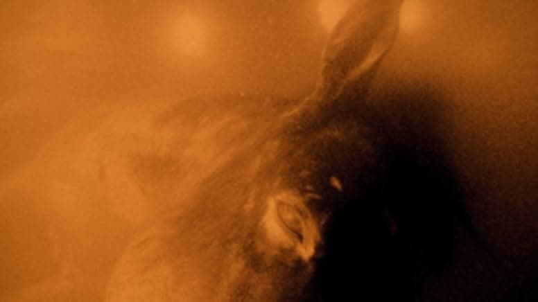 The Element of Crime 1984