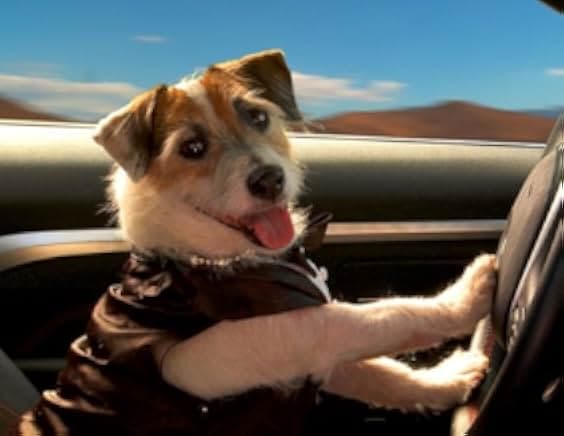 A Doggone Adventure 2018