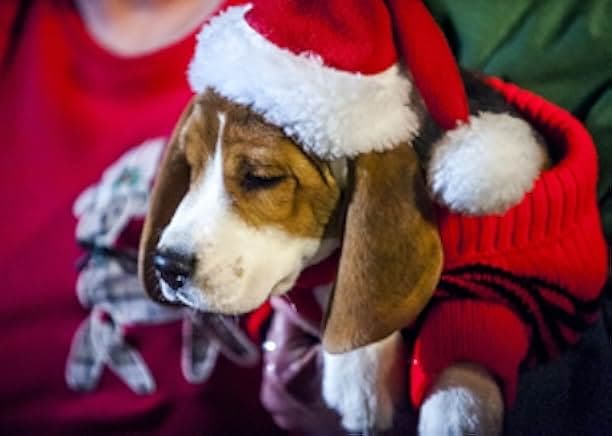 Christmas Under Wraps 2014