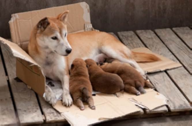 Seven Days of Himawari and Her Puppies 2013