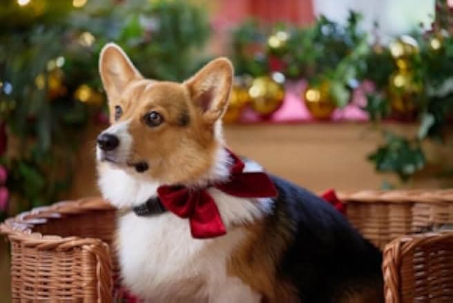 A Royal Corgi Christmas 2022