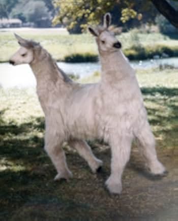 Doctor Dolittle 1967
