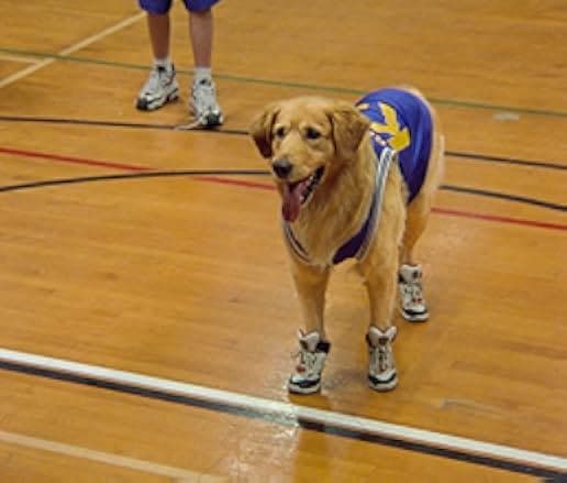 Air Bud 1997