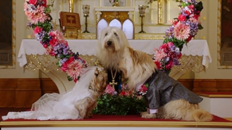 Puppy Star Christmas 2018