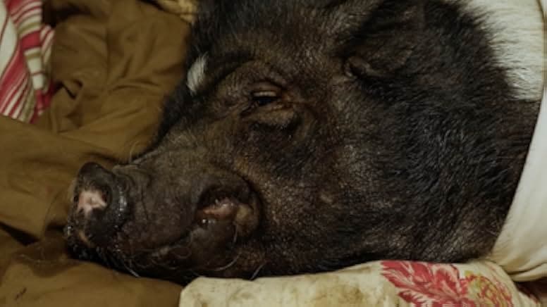Elvis the Pig 2022