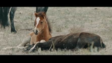 Wild Beauty: Mustang Spirit of the West 2023